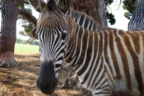 Tito's Zebra